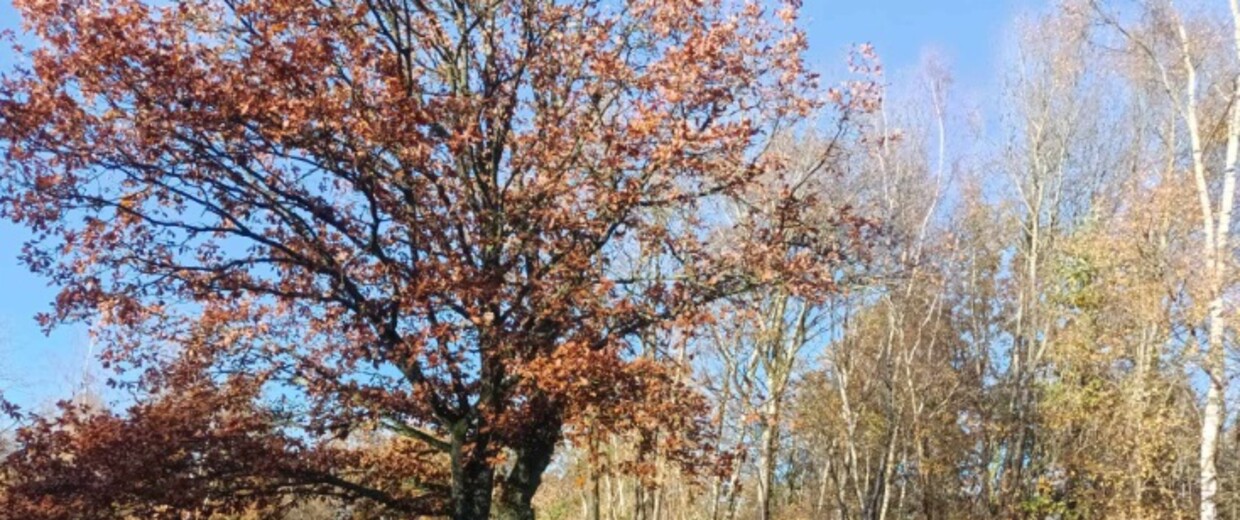 Des élèves avec un encadrant se trouvent sur un chemin près d'un fleuve, au bord de l'eau se trouve un grand arbre avec des feuilles d'automne